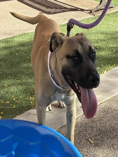 A young large-sized female Pit Bull Terrier dog named Waffle for adoption in Phoenix, AZ