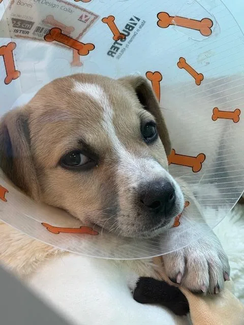 A baby small-sized female Jack Russell Terrier dog named Lucy Goose for adoption in Southlake, TX