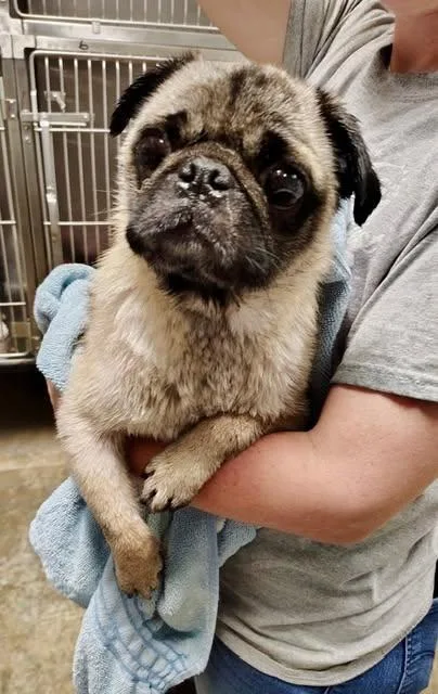 A senior small-sized male Pug dog named Tommy Toby for adoption in Alpharetta, GA