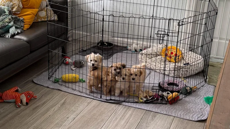 A baby small-sized male Bichon Frise dog named Ollie for adoption in Bradenton, FL