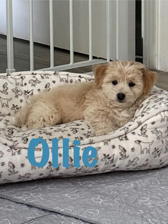 Ollie thumbnail 5