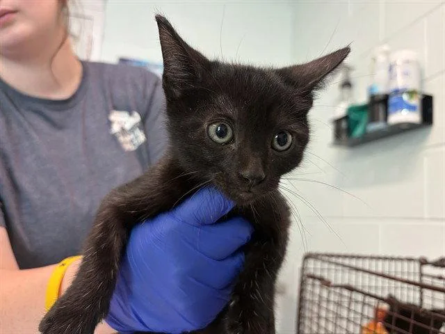 A baby small-sized male Black Domestic Short Hair cat named Bo for adoption in Tavares, FL
