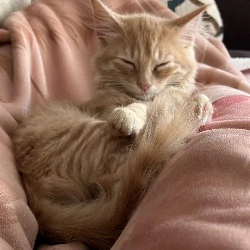 A young small-sized female Tabby (Buff / Tan / Fawn) Domestic Medium Hair cat named Sunny for adoption in Seven Valleys, PA
