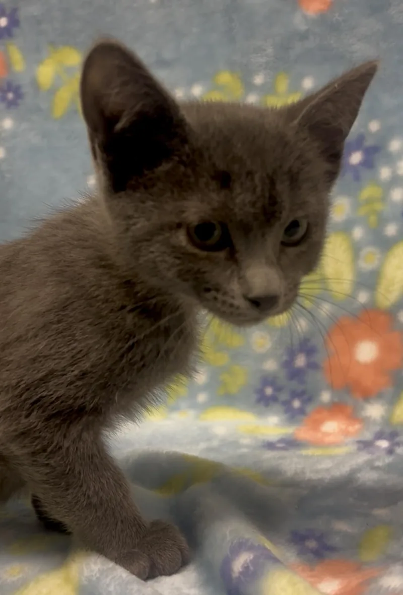 A baby medium-sized female Gray / Blue / Silver Domestic Short Hair cat named Scarlet Witch for adoption in Payson, AZ