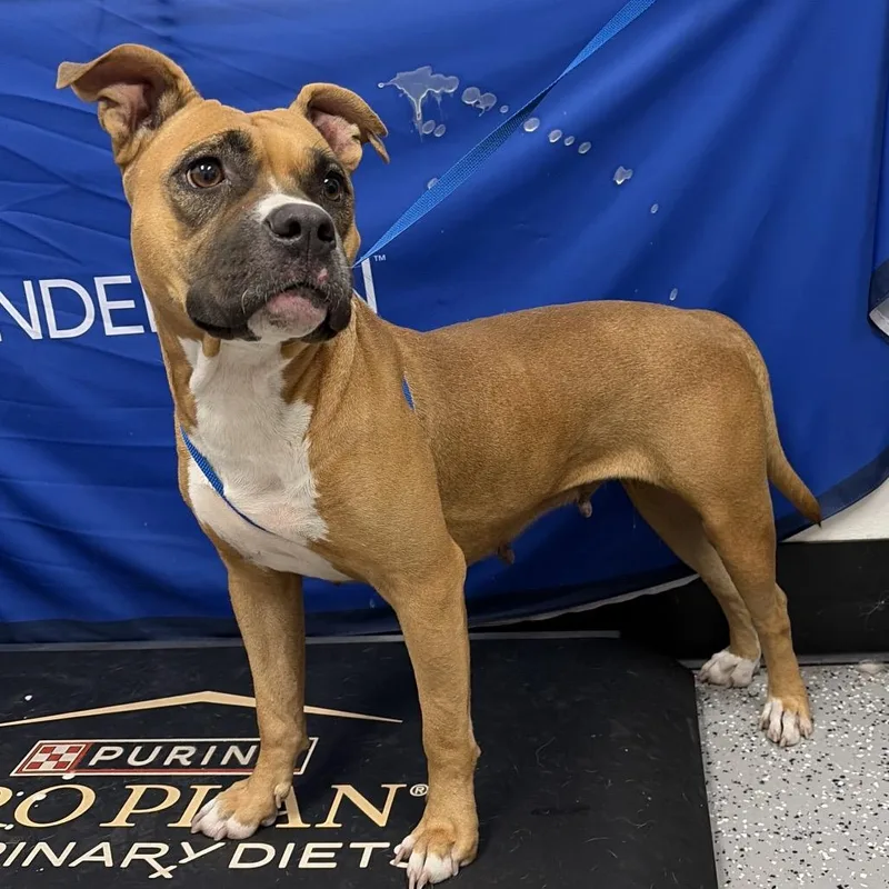 An adult medium-sized female Brown / Chocolate Pit Bull Terrier dog named Stray for adoption in Henderson, NV