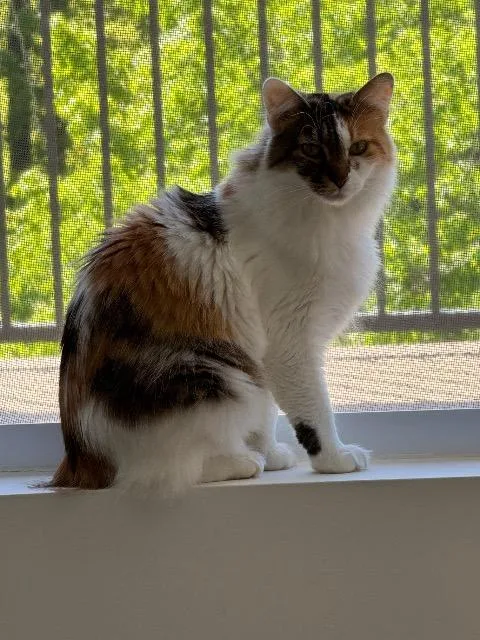 An adult medium-sized female Domestic Long Hair cat named Lute for adoption in Cincinnati, OH