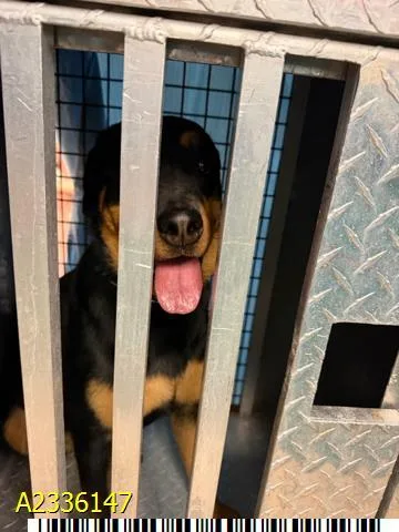 A young extra large-sized female Mixed Breed dog named Freya for adoption in West Palm Beach, FL