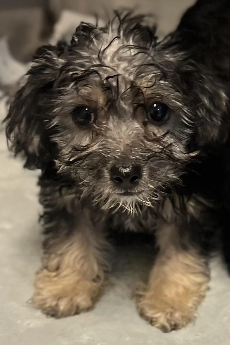 A baby small-sized male Black Havanese dog named Banjo for adoption in Los Angeles, CA