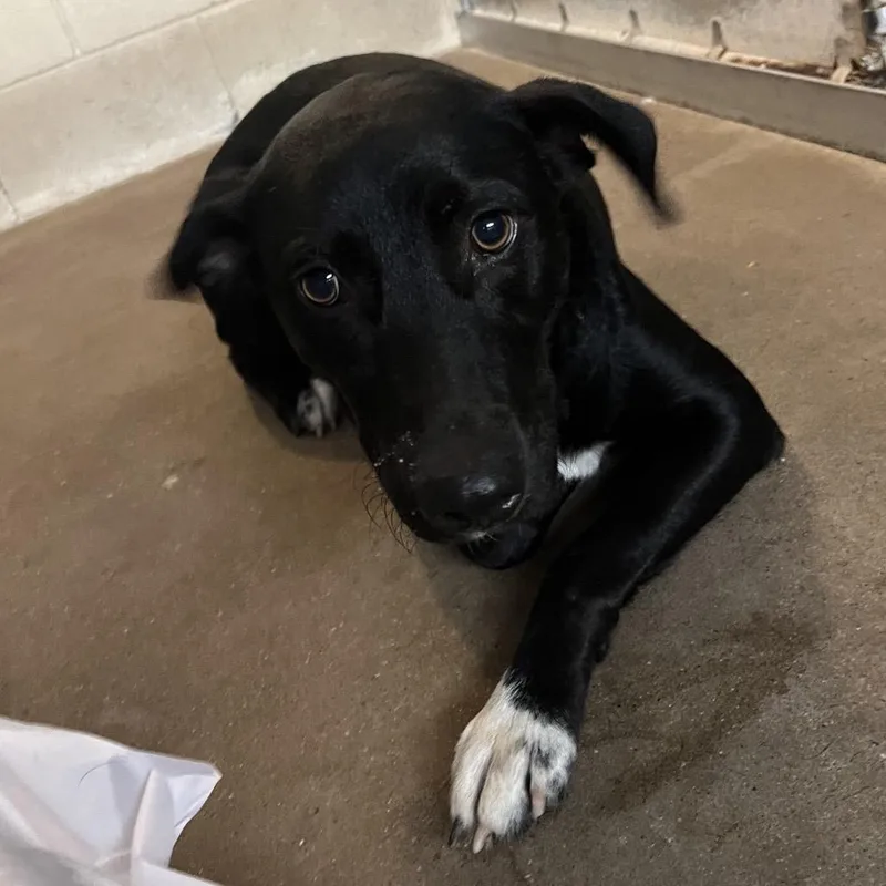 An adult medium-sized female Black Labrador Retriever dog named Trinket for adoption in Edinburg, TX