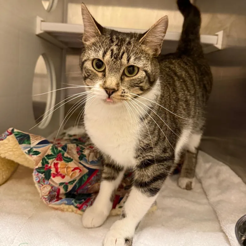A young medium-sized female Brown / Chocolate Domestic Short Hair cat named Daisy for adoption in Council Bluffs, IA