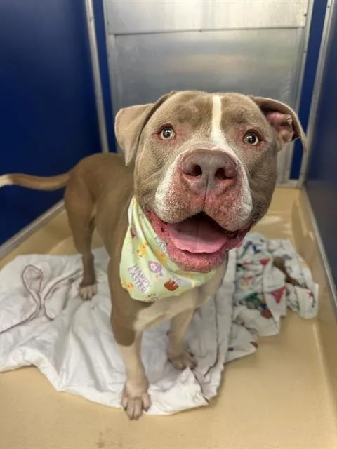 A young extra large-sized male Pit Bull Terrier dog named Lion for adoption in Miami, FL