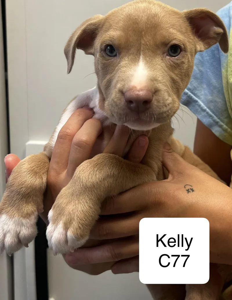 A baby medium-sized female Red / Chestnut / Orange Pit Bull Terrier dog named Kelly for adoption in Morganton, NC