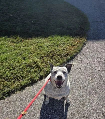 An adult medium-sized male Australian Cattle Dog / Blue Heeler dog named Heeler for adoption in Fallston, MD