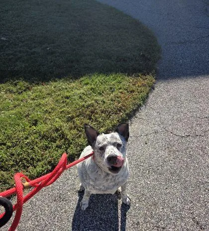 Heeler thumbnail 2