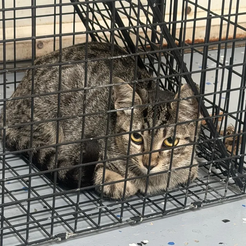 A young small-sized female Gray / Blue / Silver Domestic Short Hair cat named TUSCWildlife for adoption in Tuscaloosa, AL