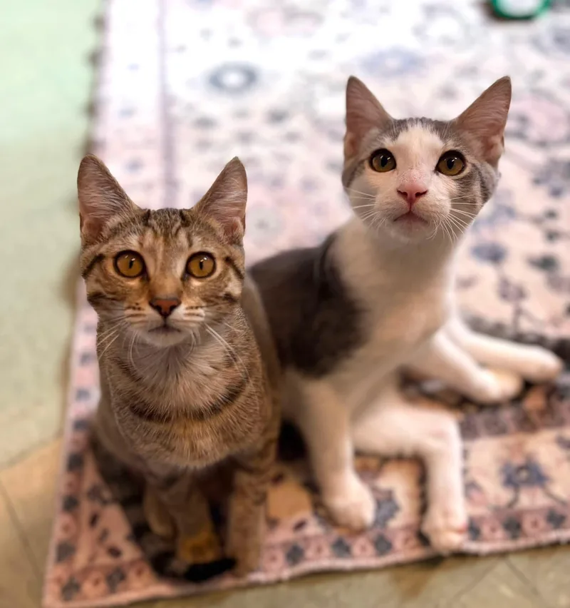 A baby medium-sized male Gray & White Domestic Short Hair cat named Boo & Scout for adoption in Kirkland, WA