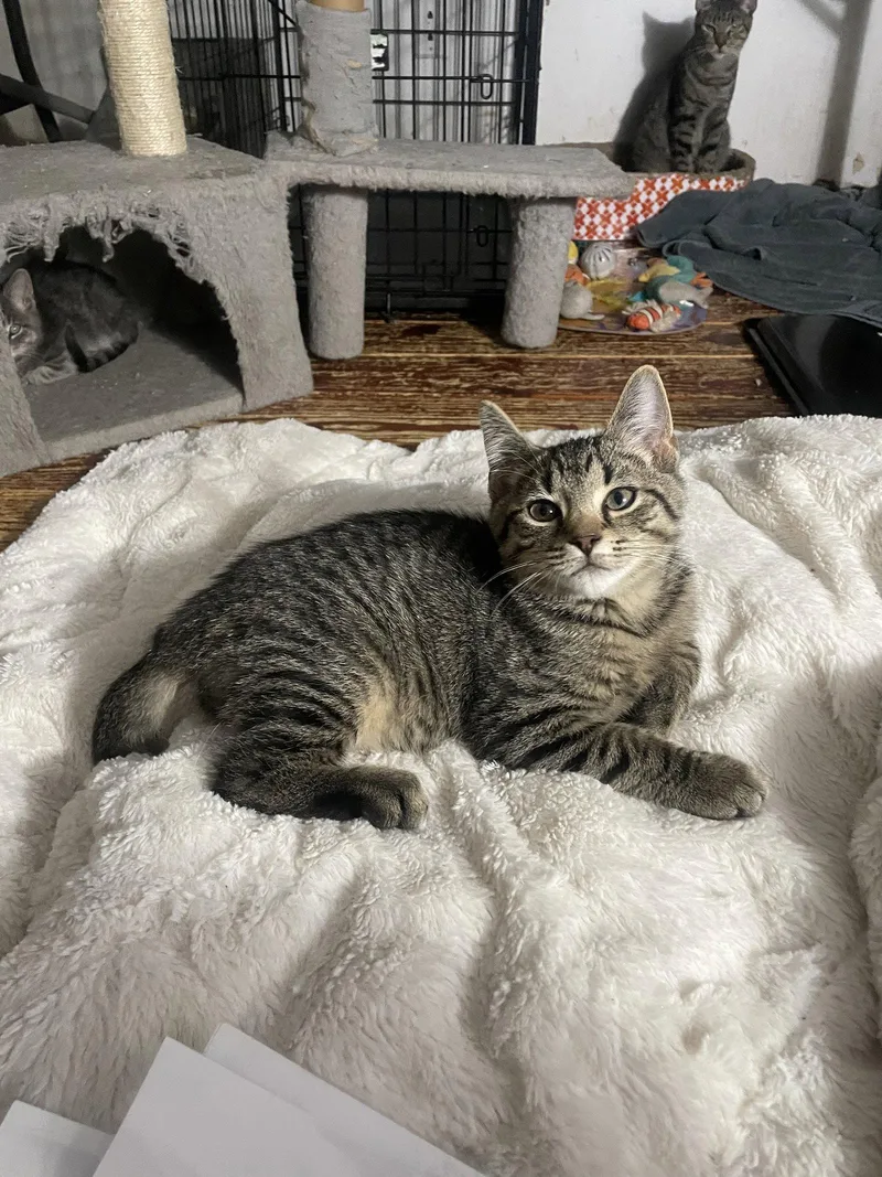 A baby small-sized male Domestic Short Hair cat named Nidhogg for adoption in Trenton, NJ