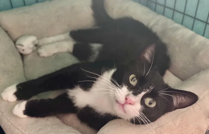 A young medium-sized female Tuxedo cat named Star for adoption in San Luis Obispo, CA