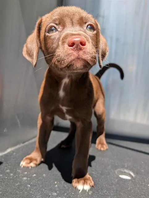 A baby small-sized male Labrador Retriever dog named Doc for adoption in San Antonio, TX