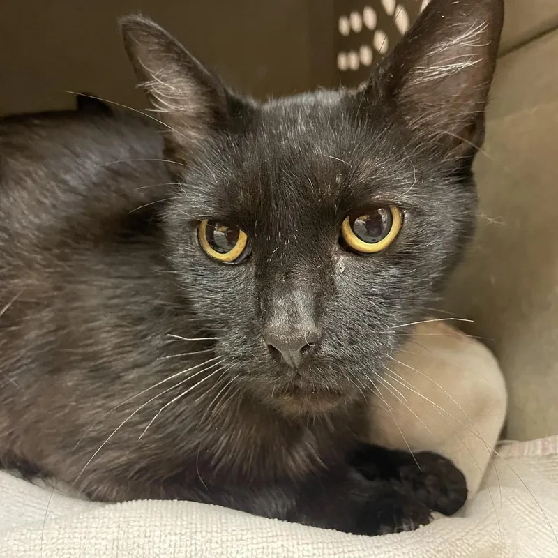 A young medium-sized female Black Domestic Short Hair cat named Ruth for adoption in Norman, OK