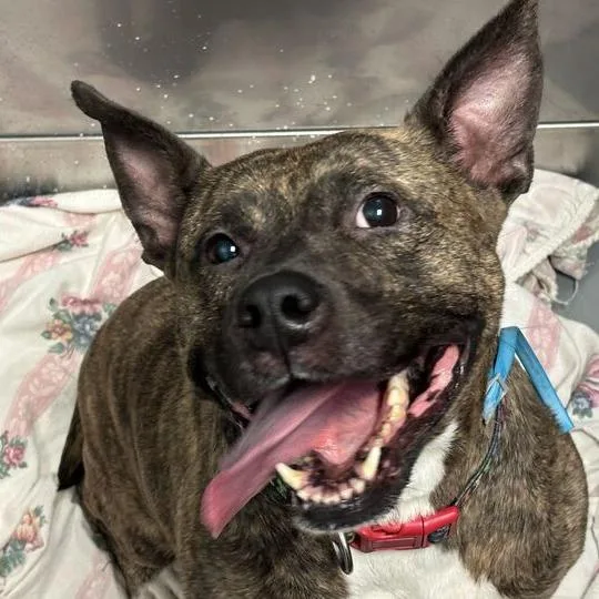 An adult medium-sized female Brown / Chocolate Mixed Breed dog named Mamas for adoption in Davenport, IA