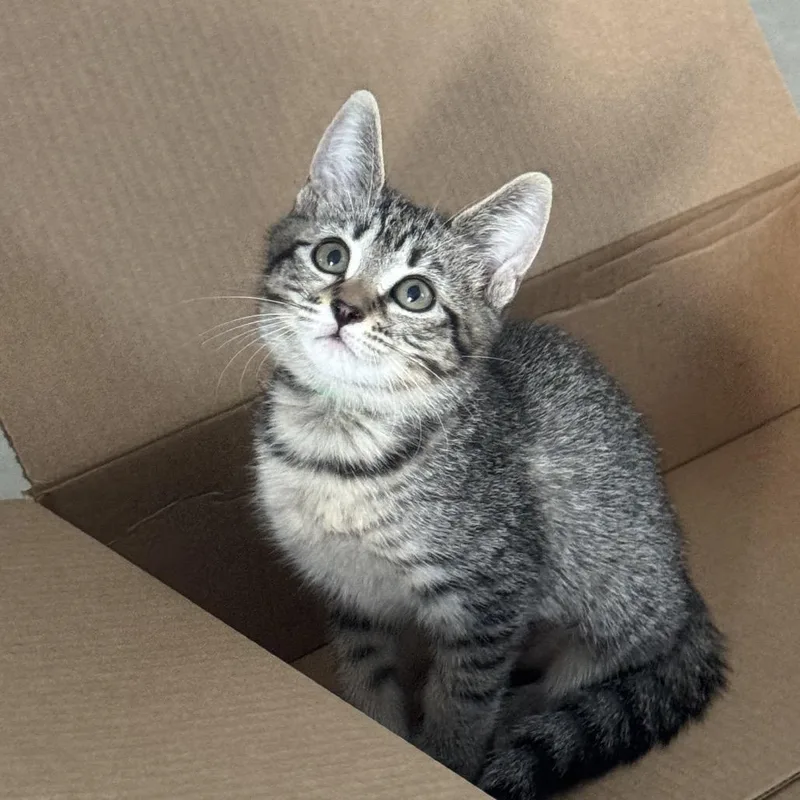 A baby small-sized female Brown / Chocolate Domestic Short Hair cat named Emerald for adoption in Hamburg, NY