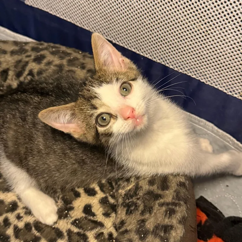 A baby small-sized male White Domestic Short Hair cat named Reef for adoption in Jupiter, FL