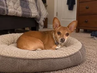 A young small-sized female Golden Chihuahua dog named Nelly for adoption in Tifton, GA