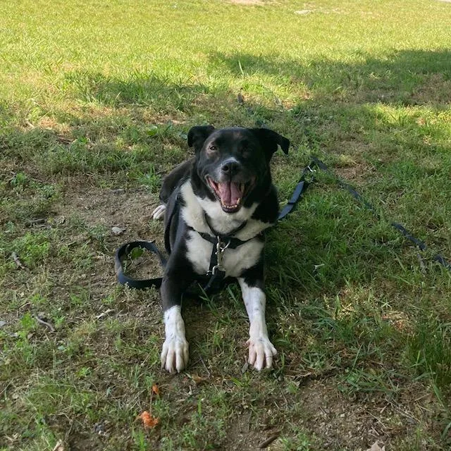 An adult medium-sized male Border Collie dog named Miloh for adoption in Methuen, MA