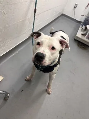 A young large-sized female Pit Bull Terrier dog named Pearl for adoption in Seattle, WA