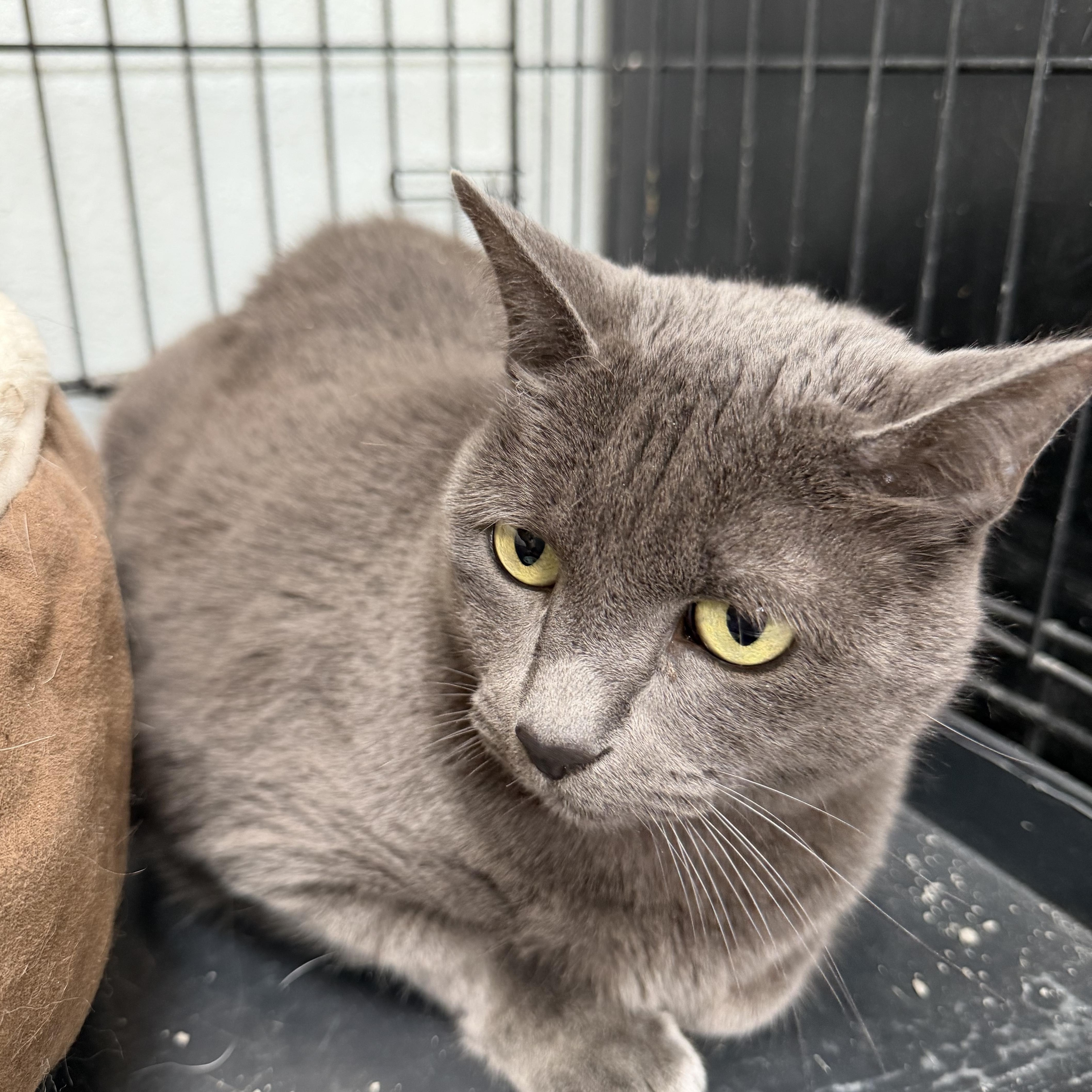 An adult medium-sized female Gray / Blue / Silver Domestic Short Hair cat named Stormy for adoption in Estes Park, CO