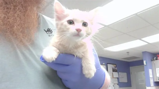 A baby small-sized male Domestic Long Hair cat named Peter for adoption in Omaha, NE