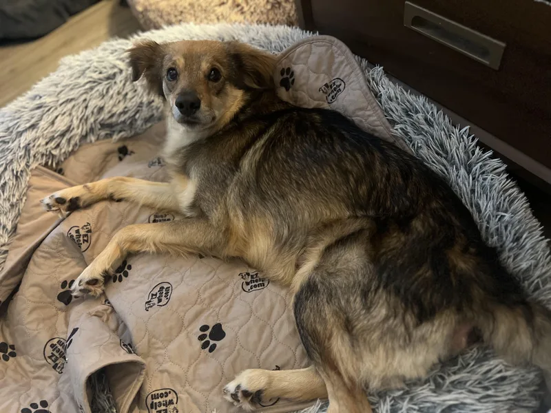 Invincible Simon thumbnail 6