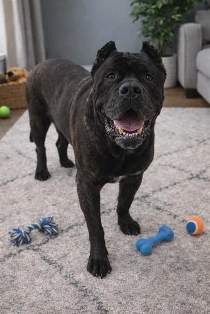 An adult large-sized female Cane Corso dog named Delilah for adoption in Charlotte, NC