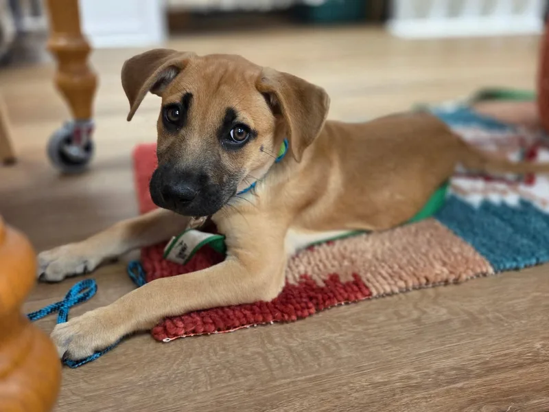A baby large-sized male Brown / Chocolate Mixed Breed dog named Sparky for adoption in Kenosha, WI