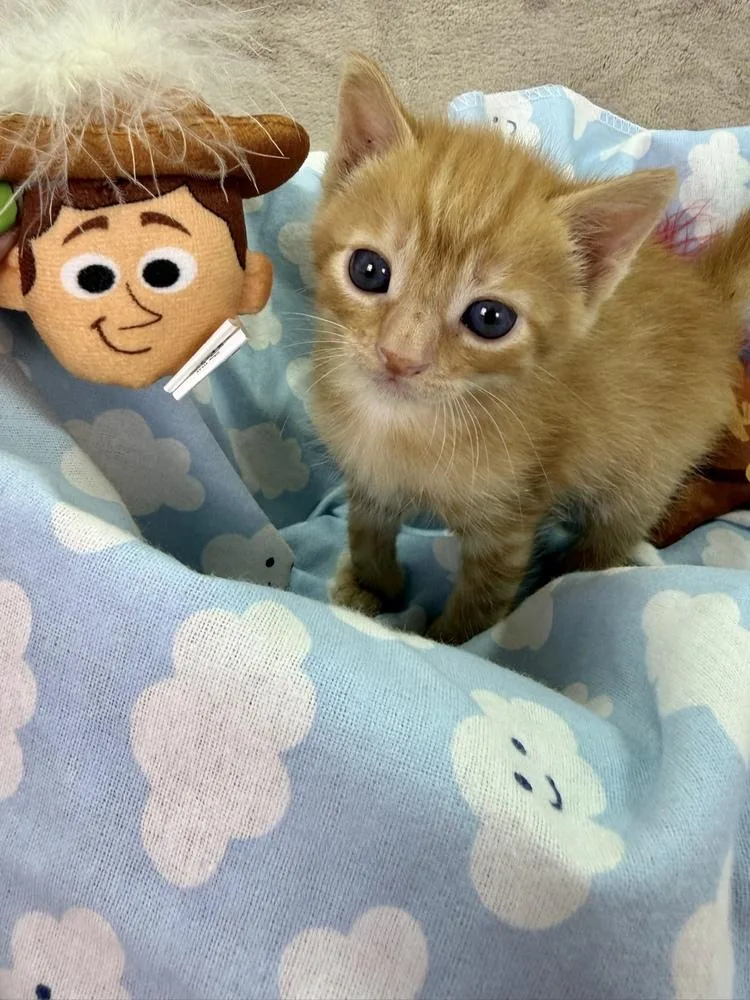 A baby medium-sized male Tabby (Orange / Red) Domestic Short Hair cat named Woody for adoption in Salinas, CA