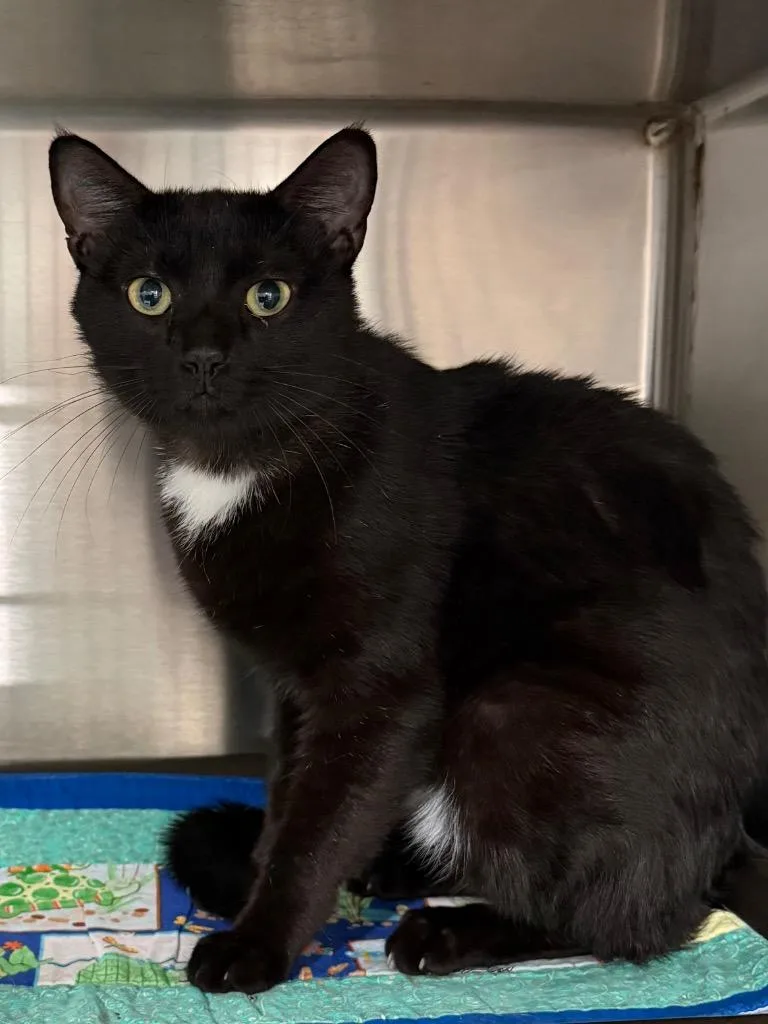 A young medium-sized male Domestic Short Hair cat named Howard for adoption in Brookhaven, MS