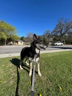 A senior large-sized female German Shepherd Dog dog named Lilli for adoption in Ventura, CA