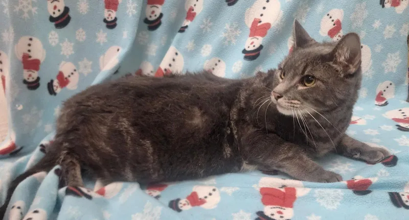 An adult medium-sized male Domestic Short Hair cat named Xeno for adoption in Wetumpka, AL