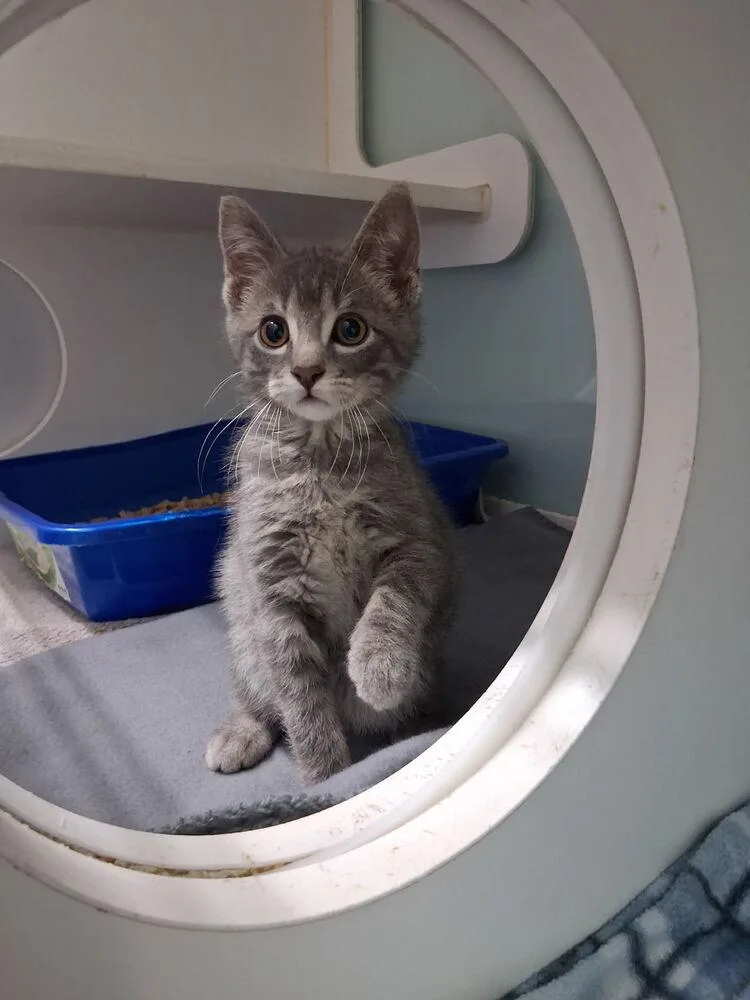 A baby small-sized male Gray / Blue / Silver Domestic Short Hair cat named Sterling for adoption in Muskegon, MI