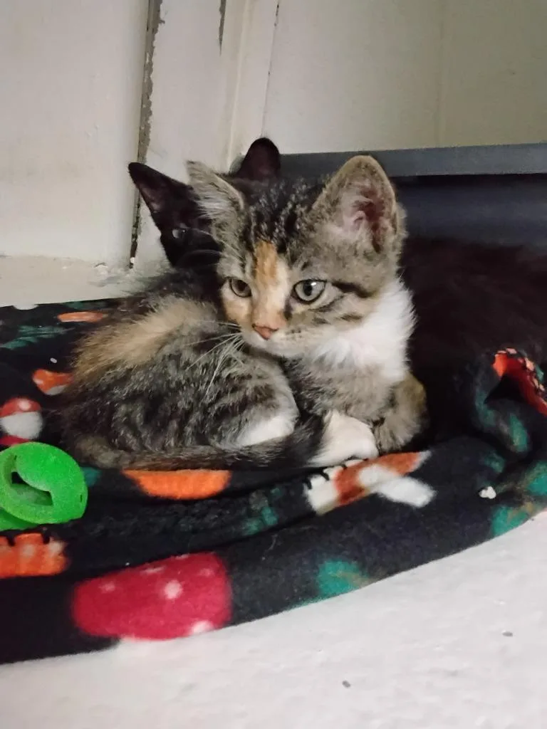 A baby medium-sized female Domestic Short Hair cat named Torbina for adoption in Ada, OK