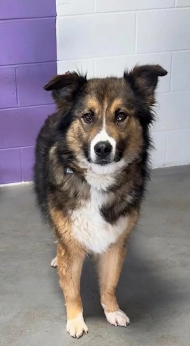 An adult large-sized female Collie dog named Carolina for adoption in North Prairie, WI