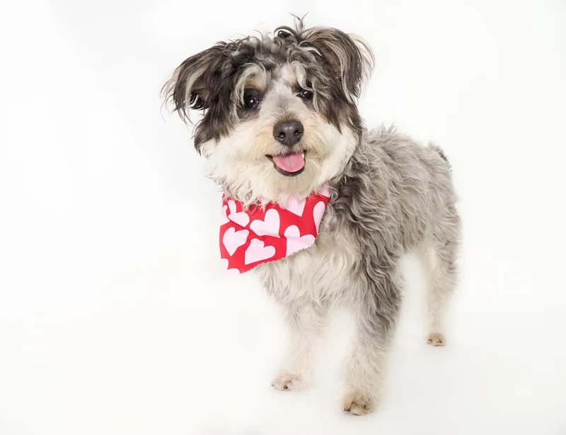 A young small-sized female Gray / Blue / Silver Miniature Schnauzer dog named Nezuko for adoption in PHOENIX, AZ