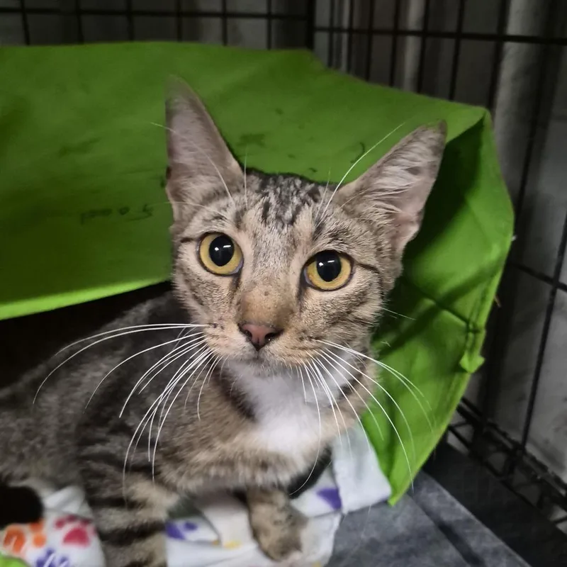 An adult small-sized female Brown / Chocolate Domestic Medium Hair cat named Clover for adoption in Durant, OK