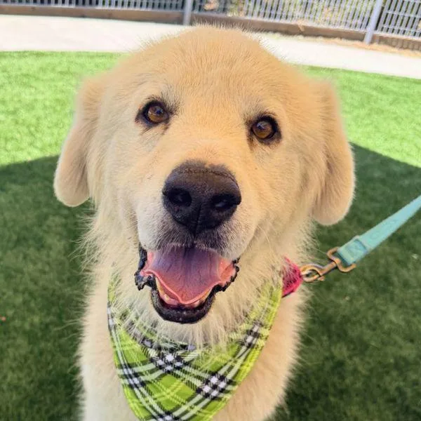 An adult large-sized male Great Pyrenees dog named George for adoption in Walnut Creek, CA
