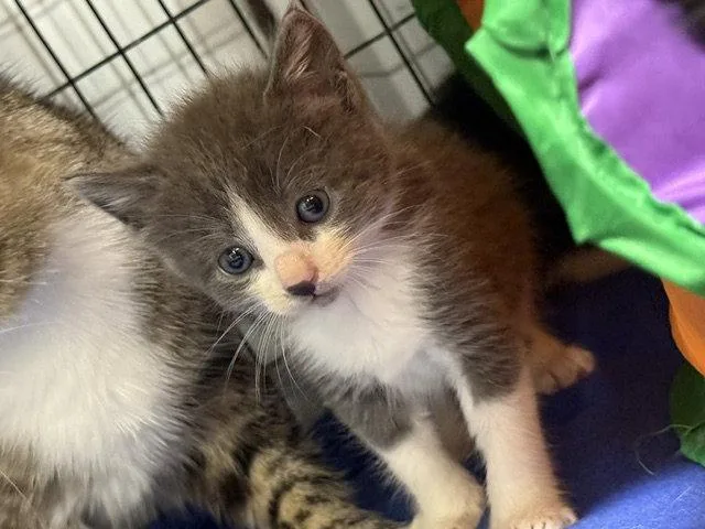 A young medium-sized male Gray & White Domestic Short Hair cat named Safari for adoption in Williamsburg, IA