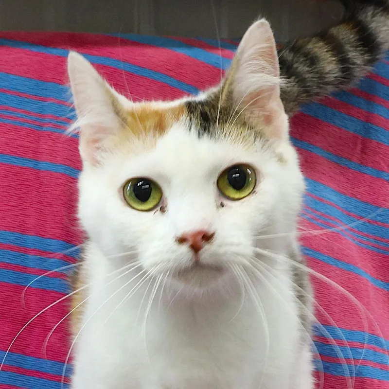 An adult small-sized female Calico Domestic Short Hair cat named Opalite C for adoption in Princeton, MN