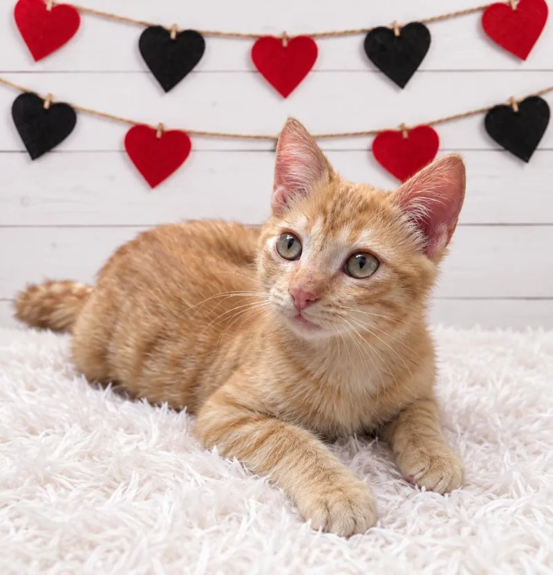 A baby small-sized male Domestic Short Hair cat named Curry for adoption in Corpus Christi, TX