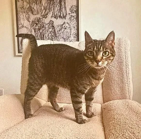 An adult medium-sized female Tabby (Buff / Tan / Fawn) Tabby cat named Cleo for adoption in Saint Augustine, FL