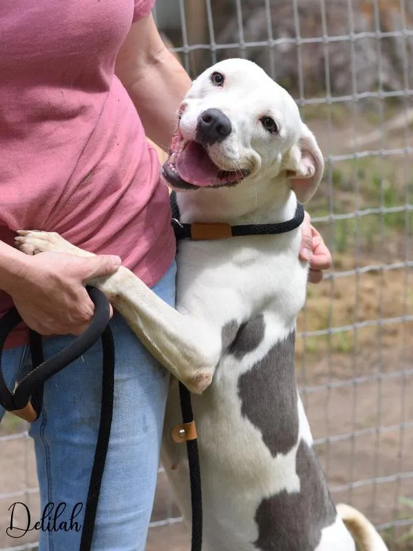 A young medium-sized female White / Cream Pit Bull Terrier dog named Delilah for adoption in Conroe, TX